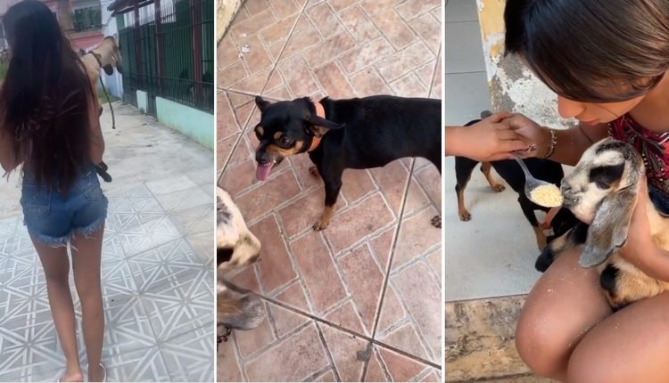 Jovem Bonfinense Vira Sensação Na Internet Após Adotar Filhote De Bode