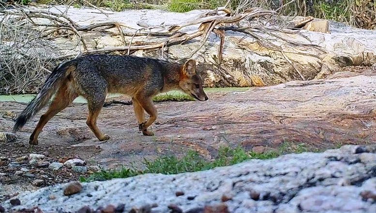 Mulher Não Sobrevive Após Ser Mordida Por Raposa No Sertão Da Paraíba
