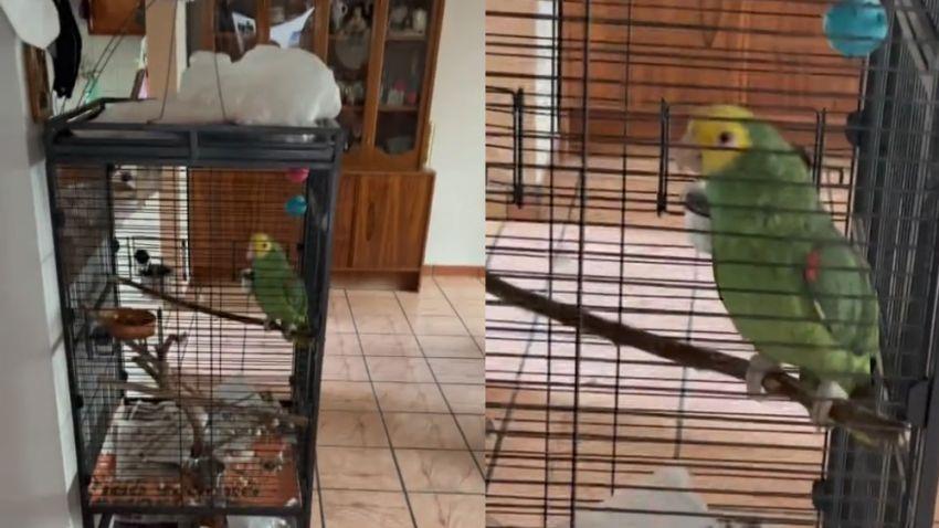 Vídeo: Papagaio faz Testemunhas de Jeová esperarem por 30 minutos gritando ‘já vou’