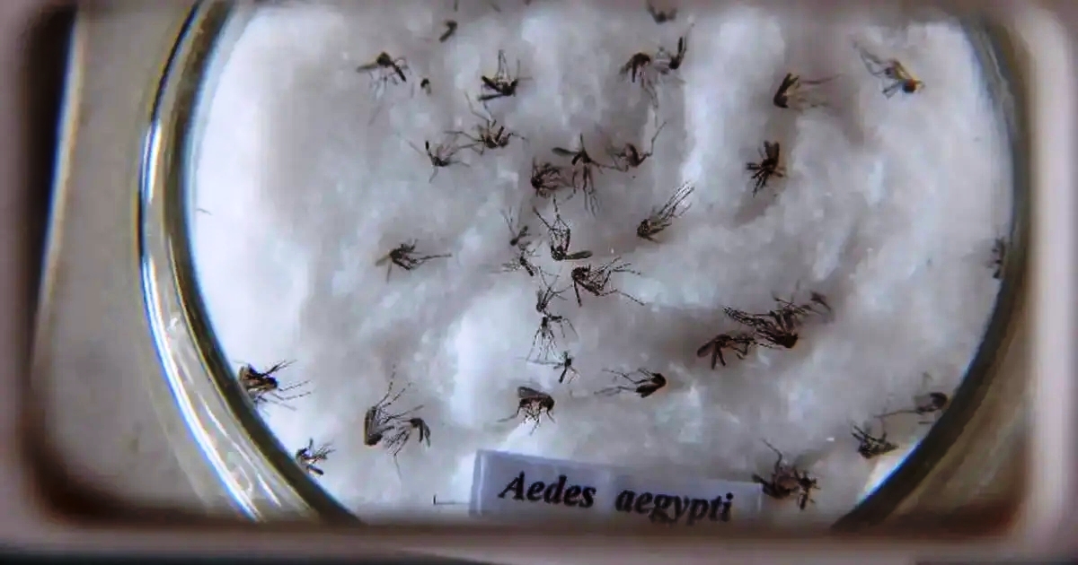 Brasil pode chegar a 4,2 milhões de casos de dengue em 2024, diz Ministério da Saúde